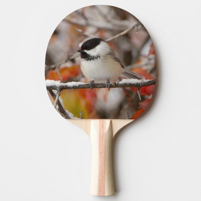 Adult Black-capped Chickadee in Snow Ping-Pong Paddle (Front)