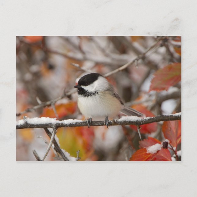 Adult Black-capped Chickadee in Snow Postcard (Front)