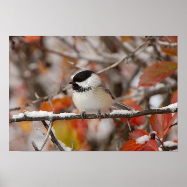 Adult Black-capped Chickadee in Snow Poster (Front)