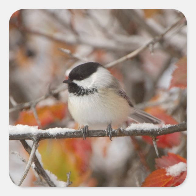 Adult Black-capped Chickadee in Snow Square Sticker (Front)