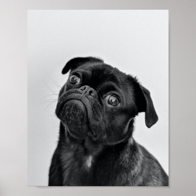 Adult Black Pug Poster (Front)