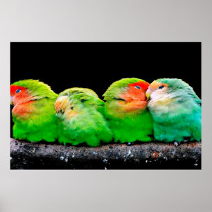Adult canaries are small birds, about 12.5 centime poster