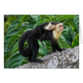 Adult Capuchin Monkey Carrying Baby On Its Back (Front Horizontal)
