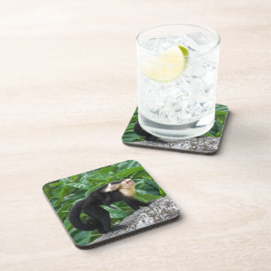 Adult Capuchin Monkey Carrying Baby On Its Back Drink Coaster