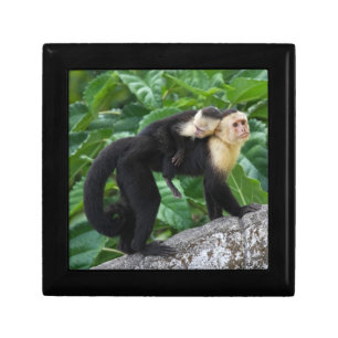 Adult Capuchin Monkey Carrying Baby On Its Back Gift Box