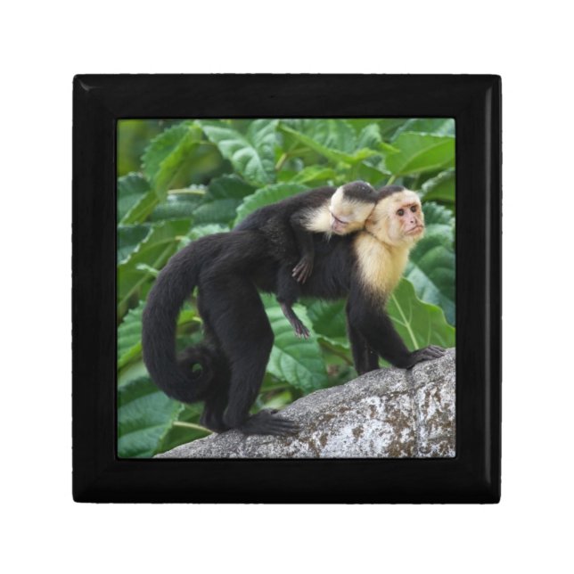 Adult Capuchin Monkey Carrying Baby On Its Back Gift Box (Front)