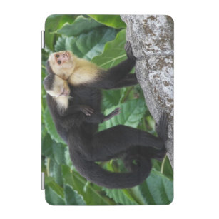 Adult Capuchin Monkey Carrying Baby On Its Back iPad Mini Cover