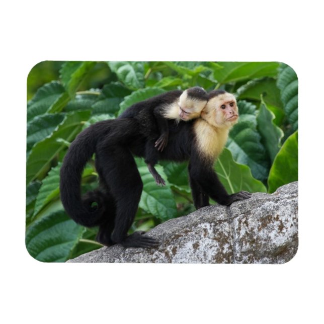 Adult Capuchin Monkey Carrying Baby On Its Back Magnet (Horizontal)
