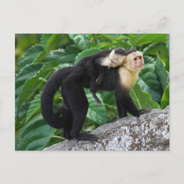 Adult Capuchin Monkey Carrying Baby On Its Back Postcard (Front)