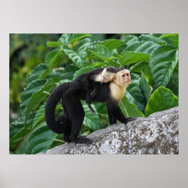 Adult Capuchin Monkey Carrying Baby On Its Back Poster (Front)