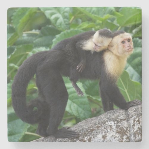 Adult Capuchin Monkey Carrying Baby On Its Back Stone Coaster