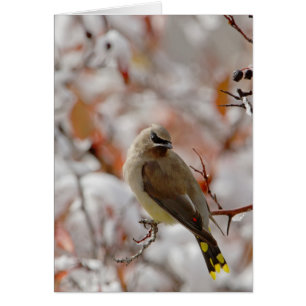 Adult Cedar Waxwing on hawthorn with snow,