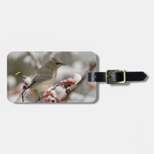 Adult Cedar Waxwing on hawthorn with snow 3 Luggage Tag