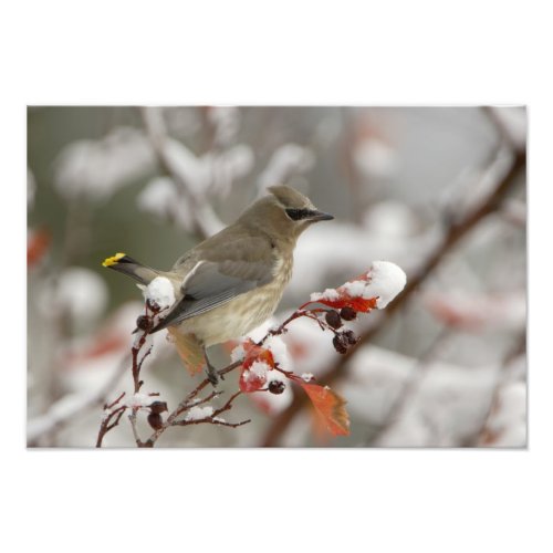 Adult Cedar Waxwing on hawthorn with snow 3 Photo Print