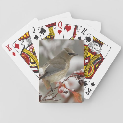 Adult Cedar Waxwing on hawthorn with snow 3 Playing Cards