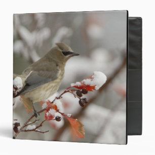 Adult Cedar Waxwing on hawthorn with snow Binder