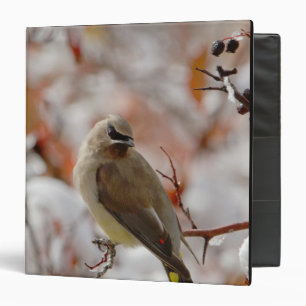 Adult Cedar Waxwing on hawthorn with snow, Binder