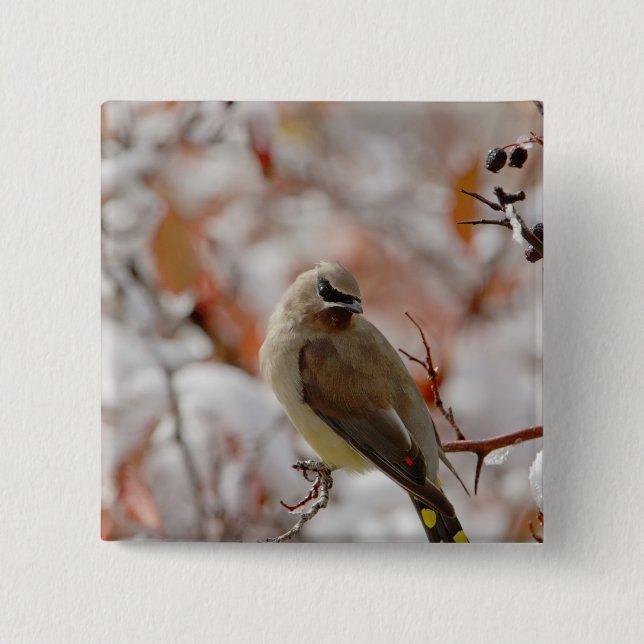 Adult Cedar Waxwing on hawthorn with snow, Button (Front)