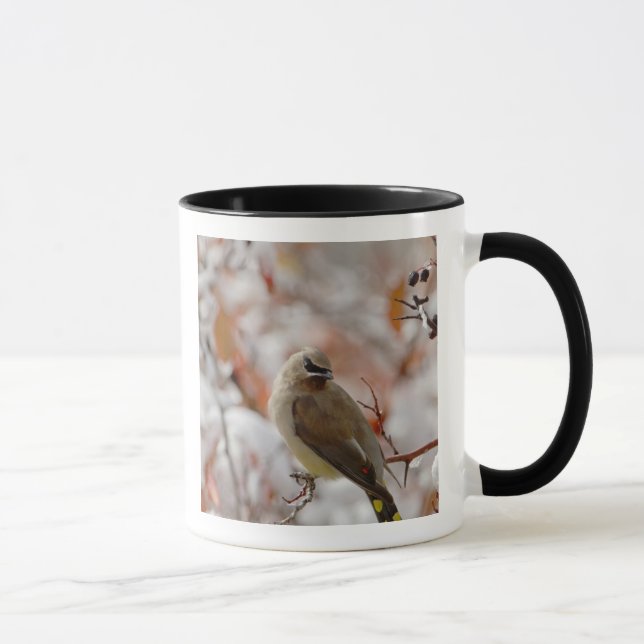 Adult Cedar Waxwing on hawthorn with snow, Mug (Right)