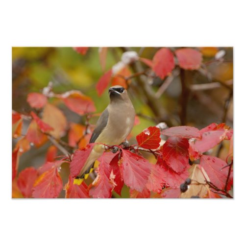 Adult Cedar Waxwing on hawthorn with snow Photo Print