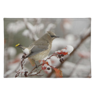 Adult Cedar Waxwing on hawthorn with snow Placemat