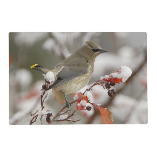 Adult Cedar Waxwing on hawthorn with snow Placemat