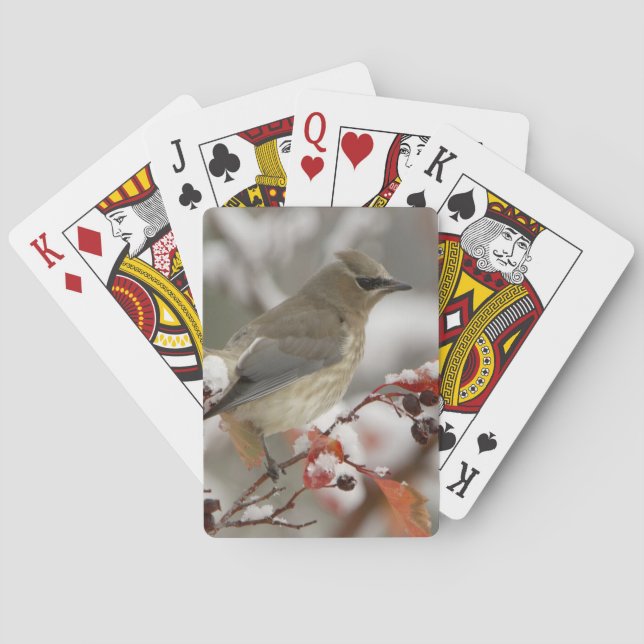 Adult Cedar Waxwing on hawthorn with snow Poker Cards (Back)
