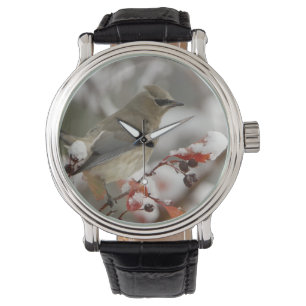 Adult Cedar Waxwing on hawthorn with snow Watch