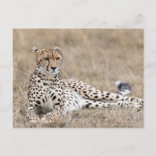 Adult Cheetah Lies Down In Dry Grass Postcard