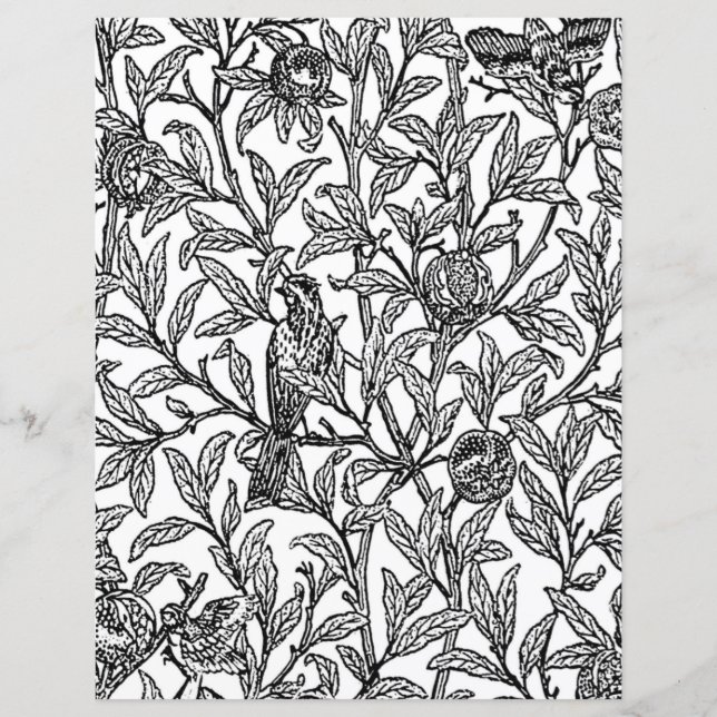 Adult Coloring Page, Morris Bird & Pomegranate  (Front)