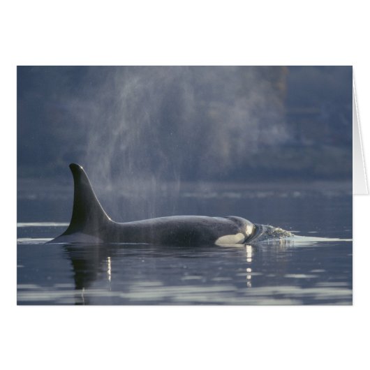 Adult female Orca Whale Orcinus Orca), Puget (Front Horizontal)