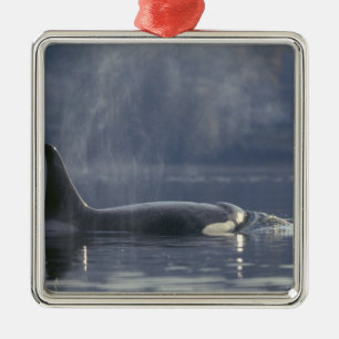 Adult female Orca Whale Orcinus Orca), Puget Metal Ornament