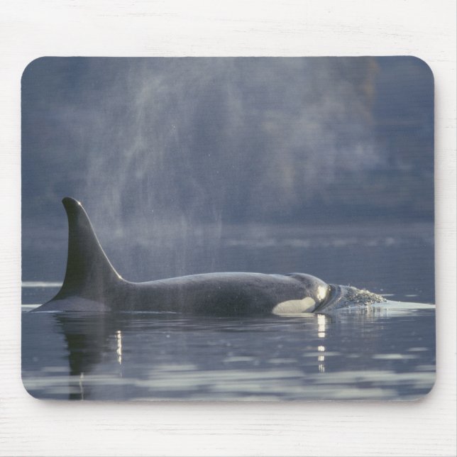 Adult female Orca Whale Orcinus Orca), Puget Mouse Pad (Front)