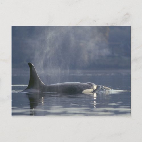 Adult female Orca Whale Orcinus Orca Puget Postcard
