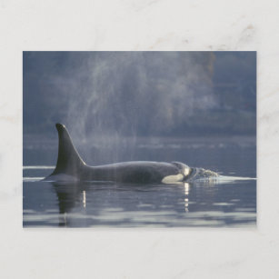 Adult female Orca Whale Orcinus Orca), Puget Postcard