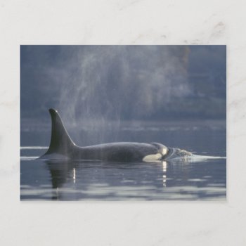 Adult Female Orca Whale Orcinus Orca)  Puget Postcard by theworldofanimals at Zazzle