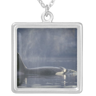 Adult female Orca Whale Orcinus Orca), Puget Silver Plated Necklace