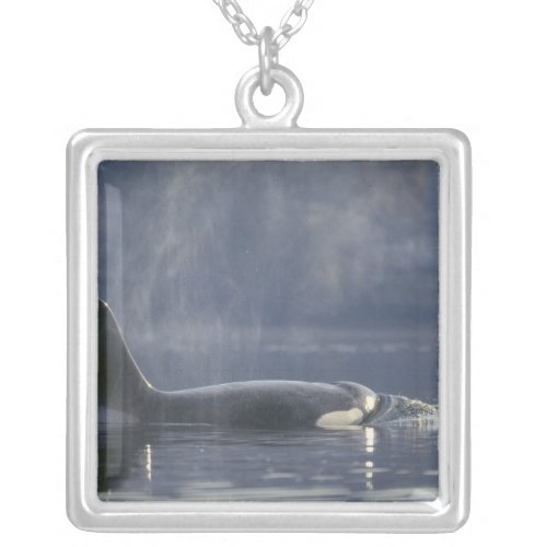 Adult female Orca Whale Orcinus Orca Puget Silver Plated Necklace