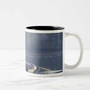 Adult female Orca Whale Orcinus Orca), Puget Two-Tone Coffee Mug