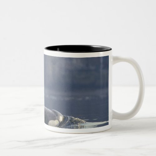 Adult female Orca Whale Orcinus Orca Puget Two_Tone Coffee Mug