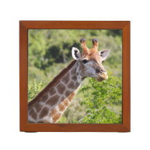 Adult Giraffe Face and Neck