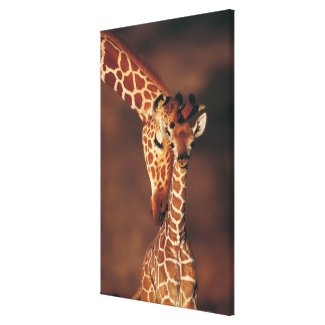 Adult Giraffe with calf (Giraffa camelopardalis) Canvas Print