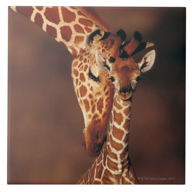 Adult Giraffe with calf (Giraffa camelopardalis) Ceramic Tile (Front)