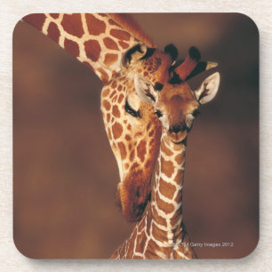 Adult Giraffe with calf (Giraffa camelopardalis) Drink Coaster