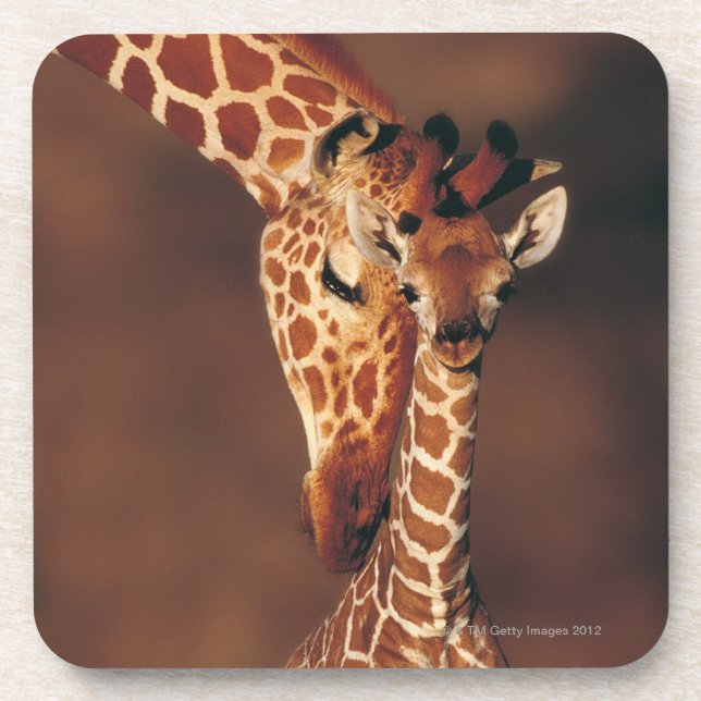 Adult Giraffe with calf (Giraffa camelopardalis) Drink Coaster (Front)