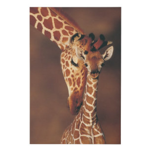 Adult Giraffe with calf (Giraffa camelopardalis) Faux Canvas Print