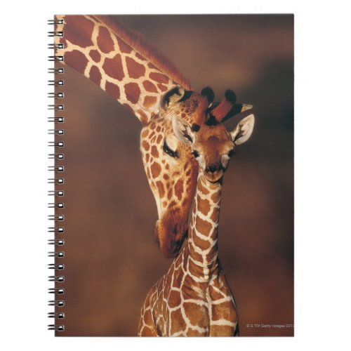 Adult Giraffe with calf Giraffa camelopardalis Notebook