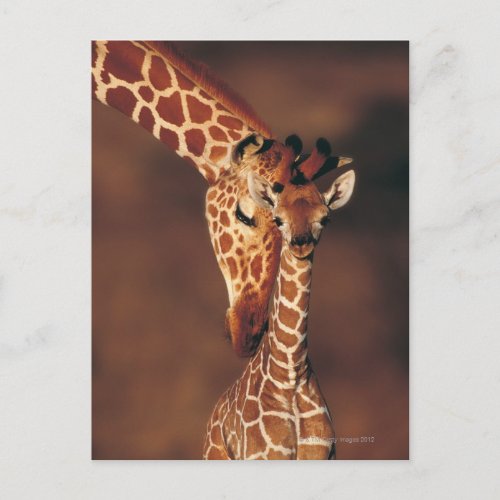 Adult Giraffe with calf Giraffa camelopardalis Postcard