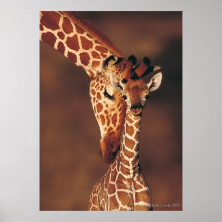 Adult Giraffe With Calf (giraffa Camelopardalis) Poster