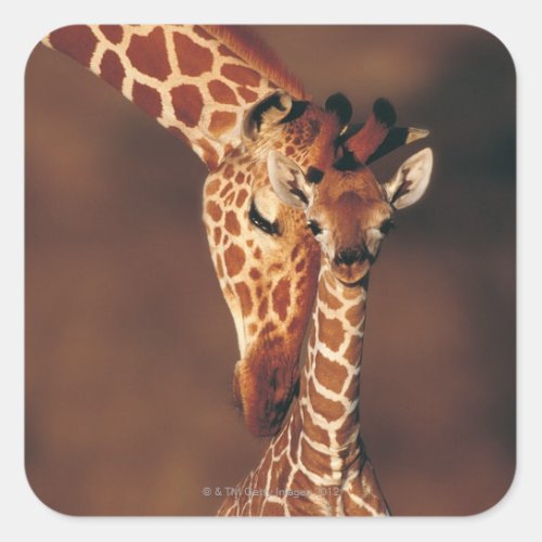 Adult Giraffe with calf Giraffa camelopardalis Square Sticker